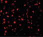 ATF6 Antibody (C-Terminus)